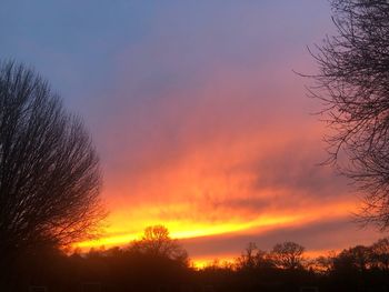 Low angle view of silhouette trees against orange sky