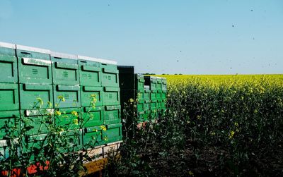 Scenic view of field against clear sky