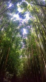 Low angle view of trees