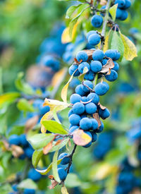 Close-up of grapes growing on plant