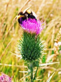 Close-up of purple thistle flower