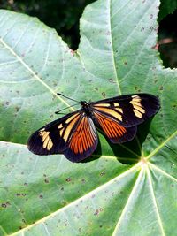 Butterfly on leaf