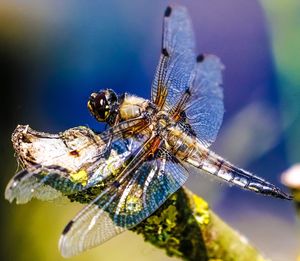 Close-up of damselfly on leaf