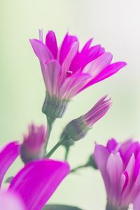 Close-up of pink flower