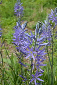 Close-up of purple flowers