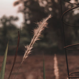 Close-up of stalks in field