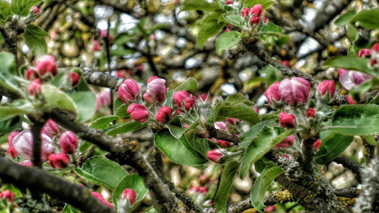 growth, freshness, flower, focus on foreground, plant, pink color, nature, close-up, leaf, beauty in nature, branch, bud, fragility, green color, day, outdoors, tree, selective focus, growing, new life