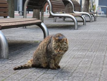 Portrait of cat relaxing by benches on footpath