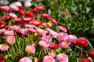 Close-up of pink flowering plants