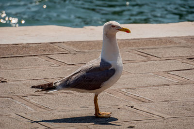 Seagull perching on a bird
