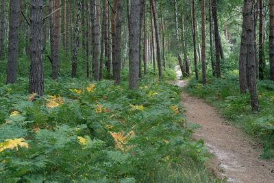 Dirt road amidst trees in forest