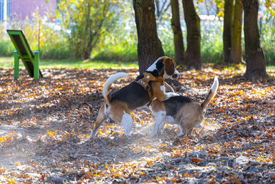 View of dog on field by tree trunk