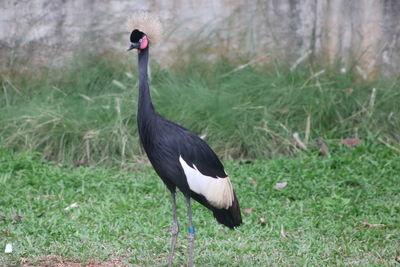 Side view of a bird on field