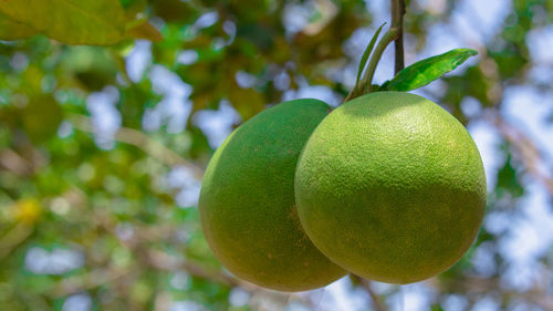 Close-up of fruits on tree