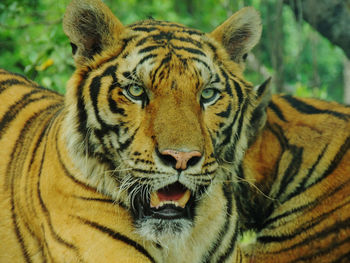 Close-up portrait of tiger in zoo
