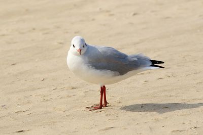 Bird on sand