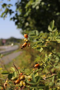 Close-up of insect on plant