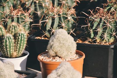 High angle view of succulent plant in pot