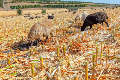 Herd of sheep grazing in autumn . farm animals at pasture