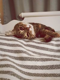 Close-up of cat relaxing on bed at home