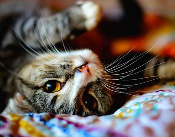 Close-up portrait of a cat