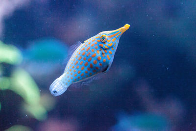 Close-up of fish swimming in tank at aquarium