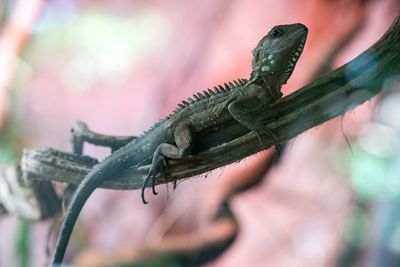Close-up of lizard