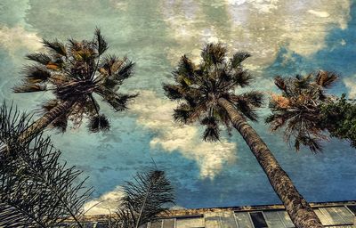 Palm trees against sky