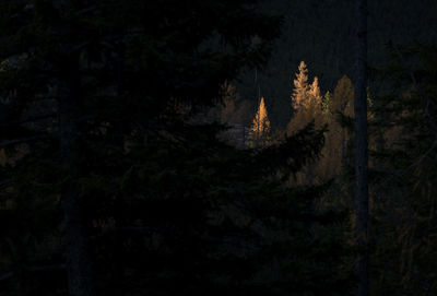 Low angle view of illuminated trees in forest at night