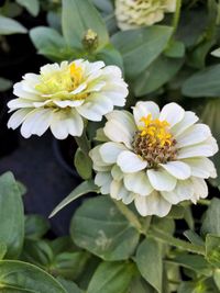 High angle view of zinnia blooming outdoors