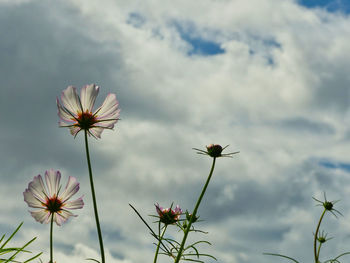 Low angle view of flowering plants against cloudy sky