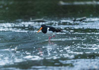 Oystercatcher bird walking in shallow water in a lake