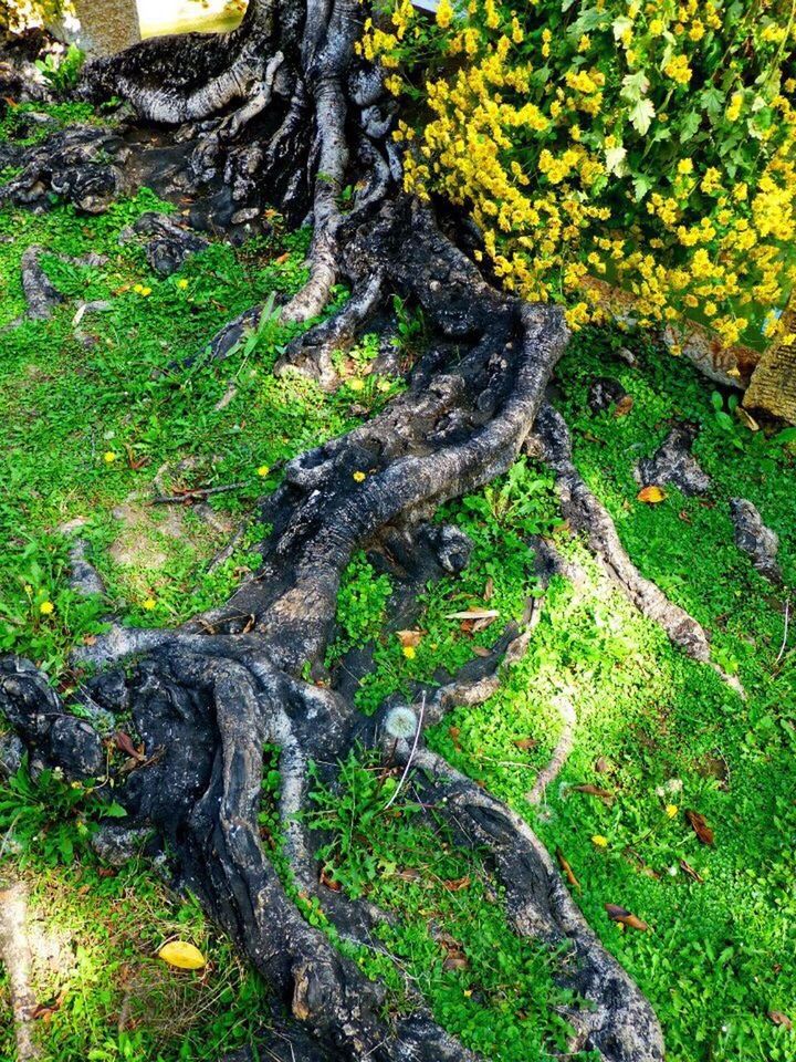 CLOSE-UP OF TREE TRUNK WITH MOSS