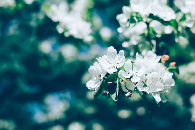 Close-up of white flowering plant