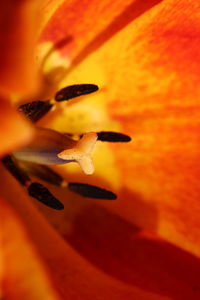 Close-up of orange flower