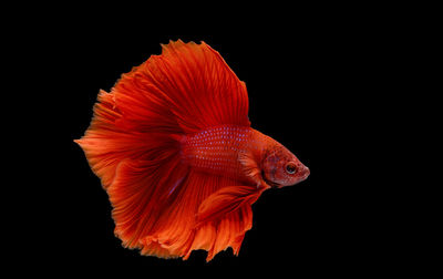 Close-up of orange fish against black background