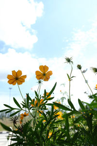Close-up of yellow flowering plants against sky