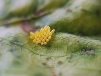 Close-up of yellow flower