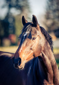 Close-up portrait of a horse