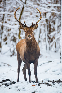 Portrait of deer on snow covered field