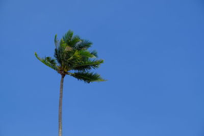 Low angle view of palm tree against clear blue sky