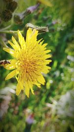 Close-up of yellow flower