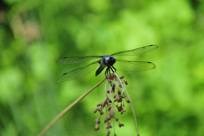 Close-up of dragonfly on plant