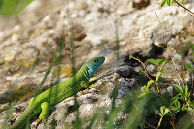 Close-up of lizard on rock