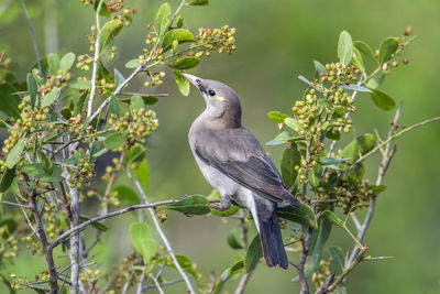 Bird perching on a branch