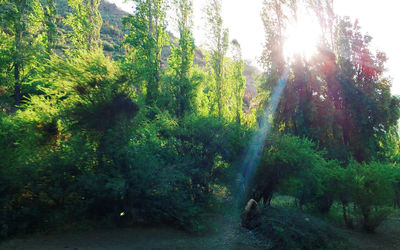 Scenic view of forest against sky