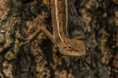 Close-up of lizard on tree trunk