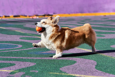 Dog running