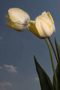 Tulips blossom, depicting the arrival of spring. love and romance concept.