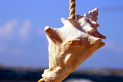 Close-up of leaf against sky